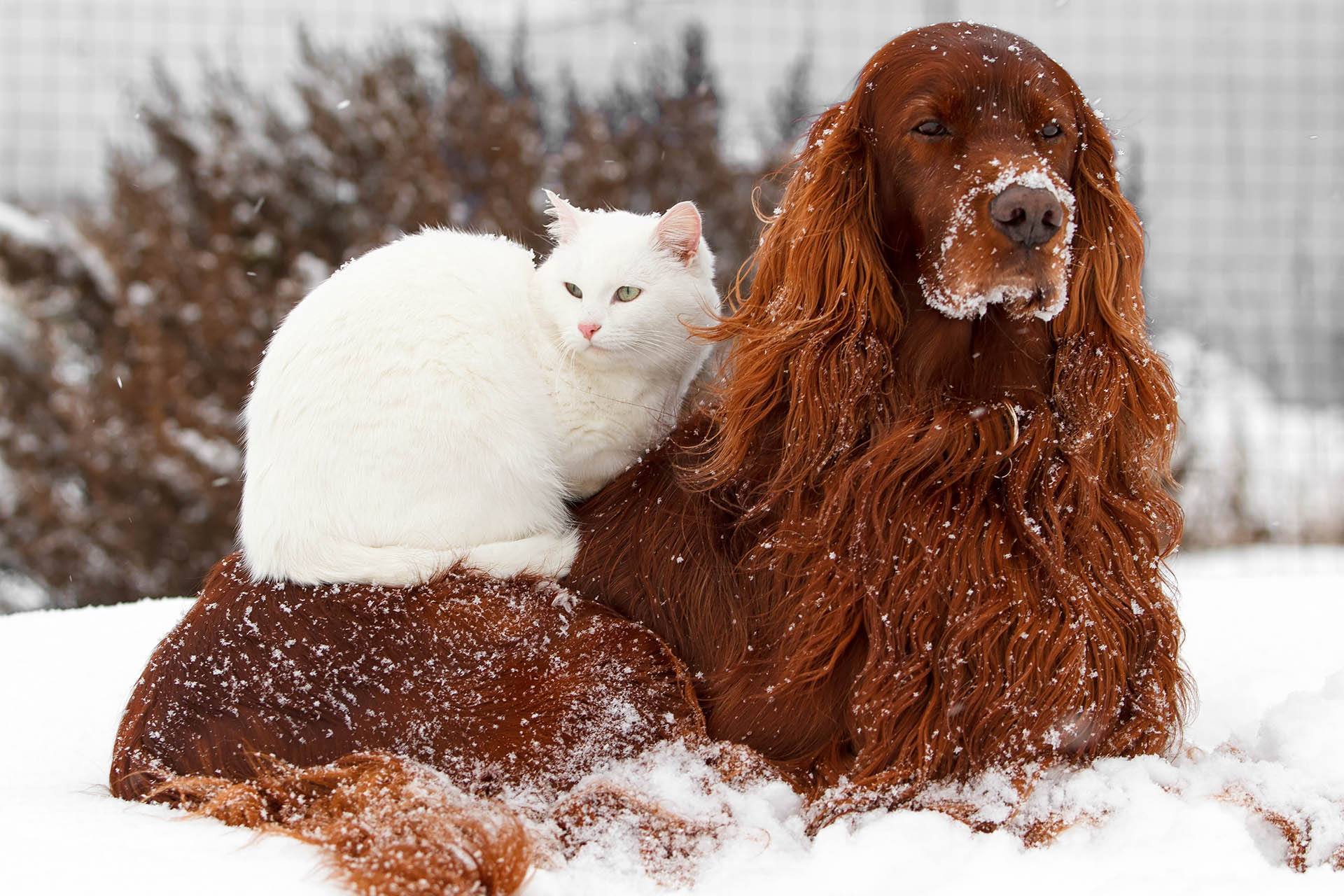 Protéger son chien et son chat du froid en hiver