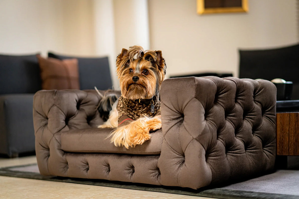 Comment choisir le couchage idéal pour votre chien