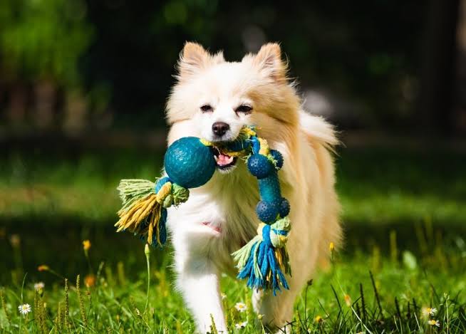 Bien choisir les jouets de son chien selon son caractère