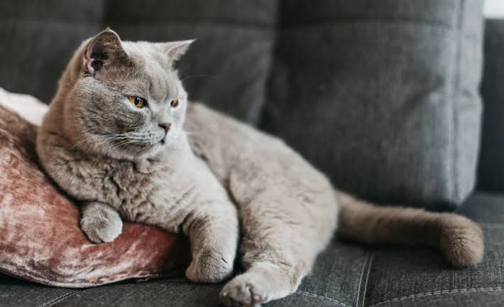 5 conseils pour aider votre chat à bien vivre en appartement