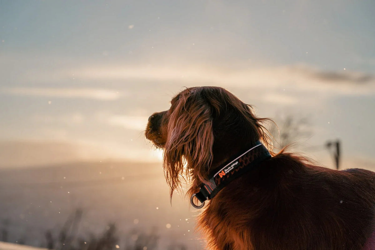 Harnais ou collier : lequel choisir pour promener son chien ?