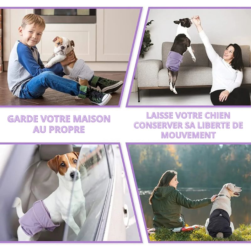Couche pour Chien Règle / Incontinence