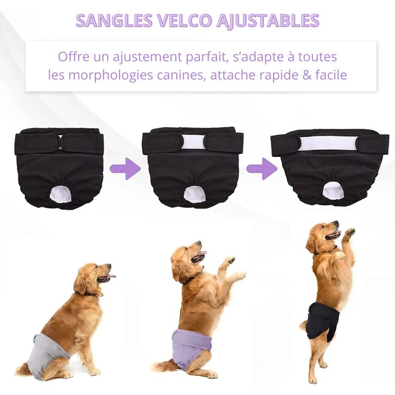 Couche pour Chien Règle / Incontinence