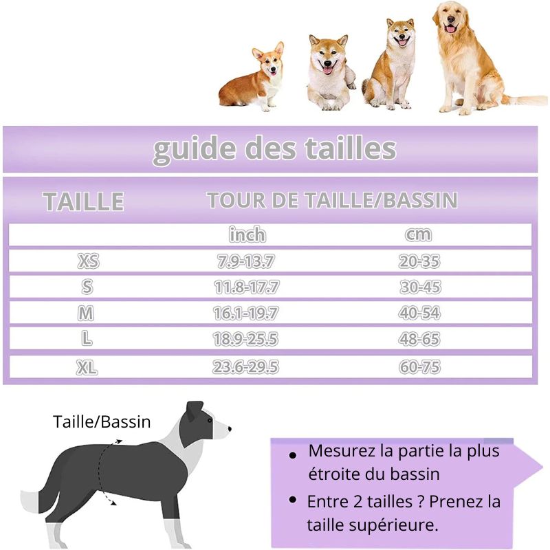 Couche pour Chien Règle / Incontinence