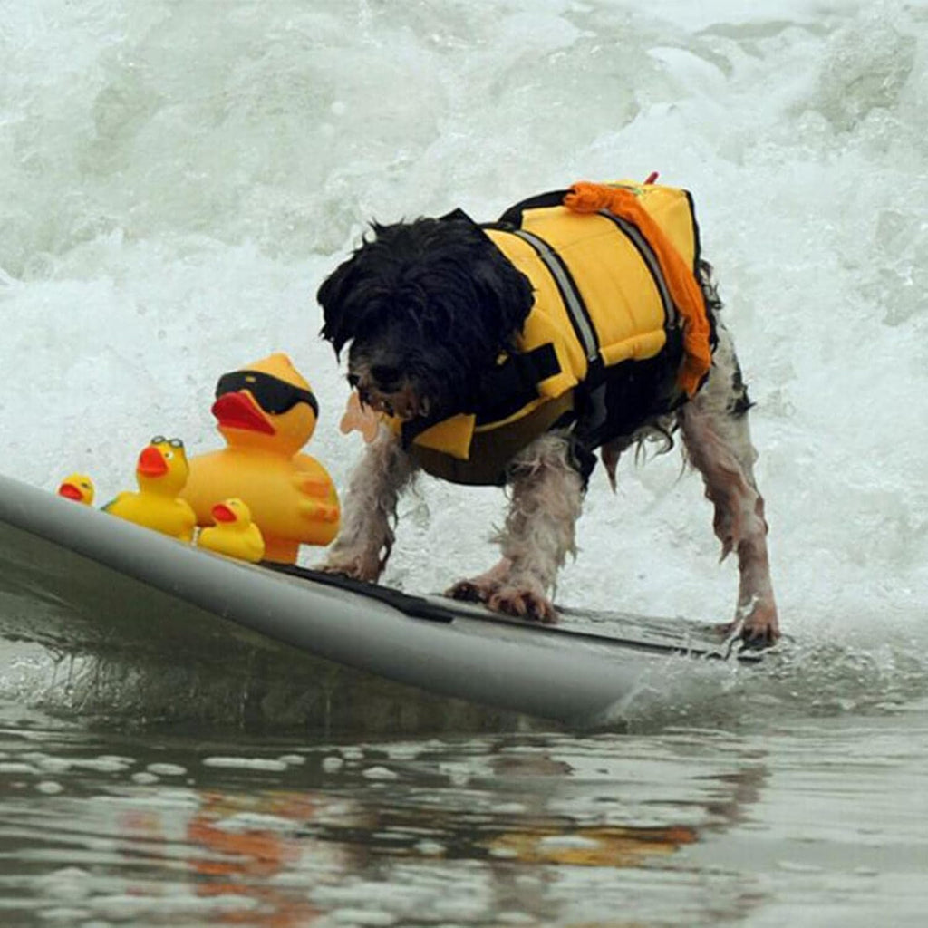 Gilet Sauvetage Chien Eau - XXS à XXL