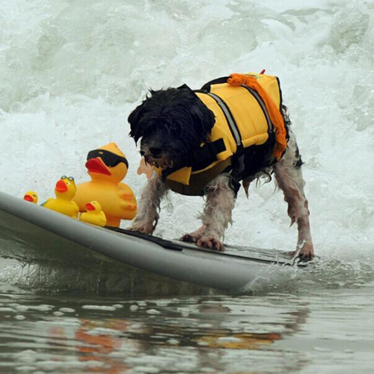 Gilet Sauvetage Chien Eau - XXS à XXL