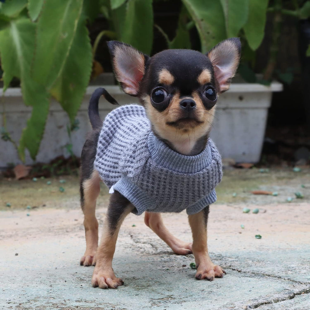 Sweat Chihuahua