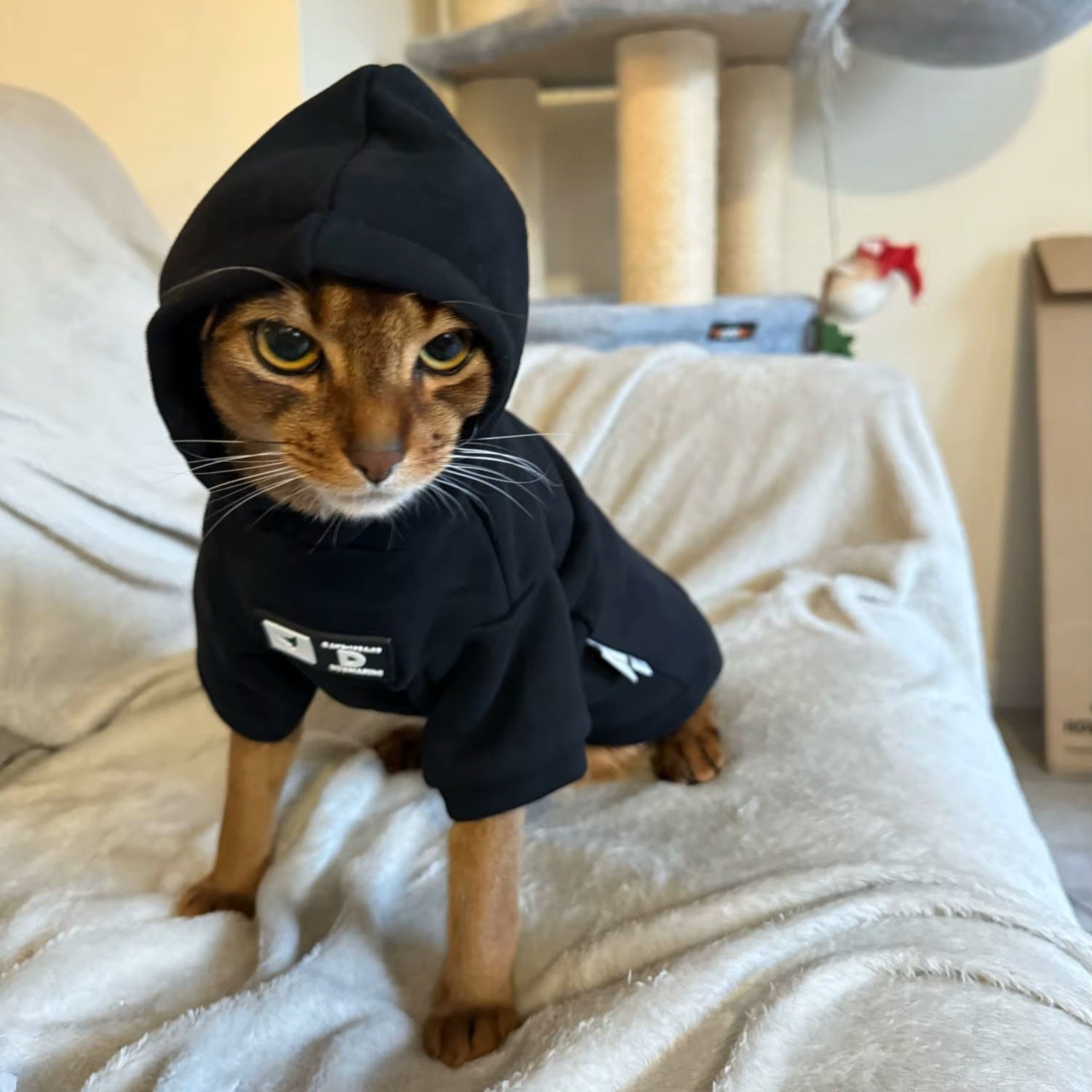 Sweat pour Chat Noir