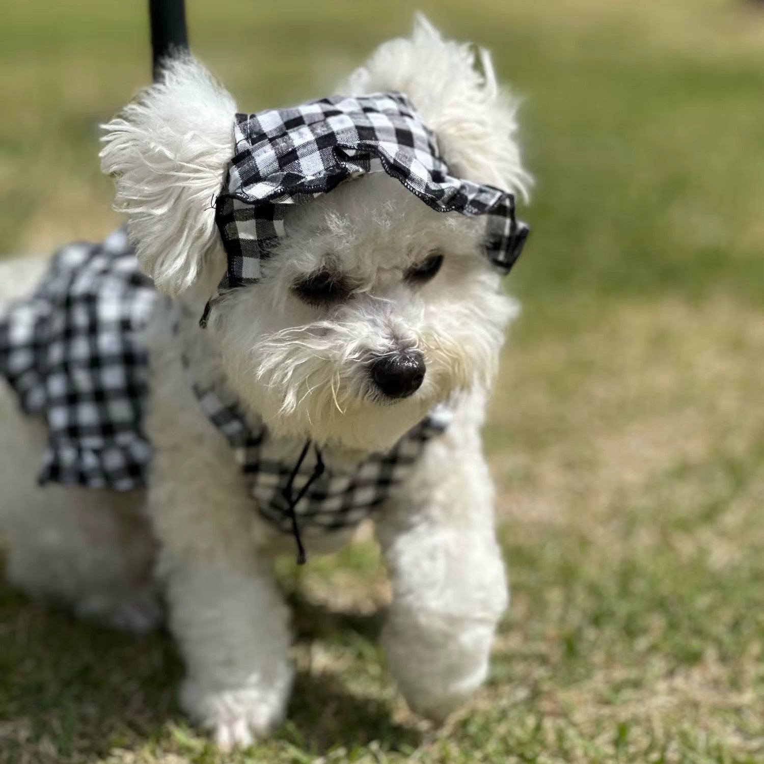 Robe pour Chihuahua
