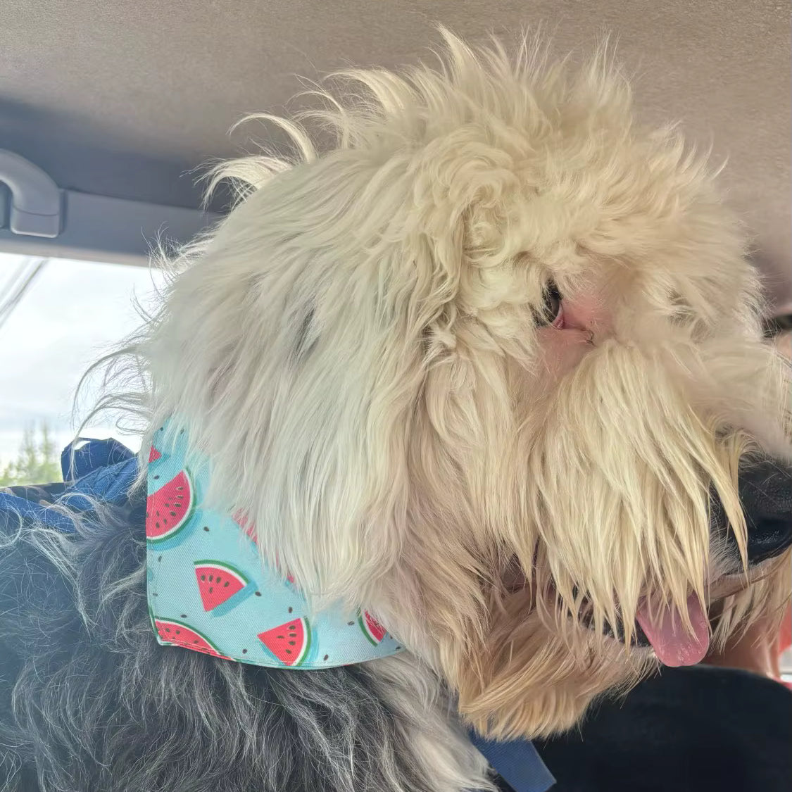 Bandana Chien Pamplemousse