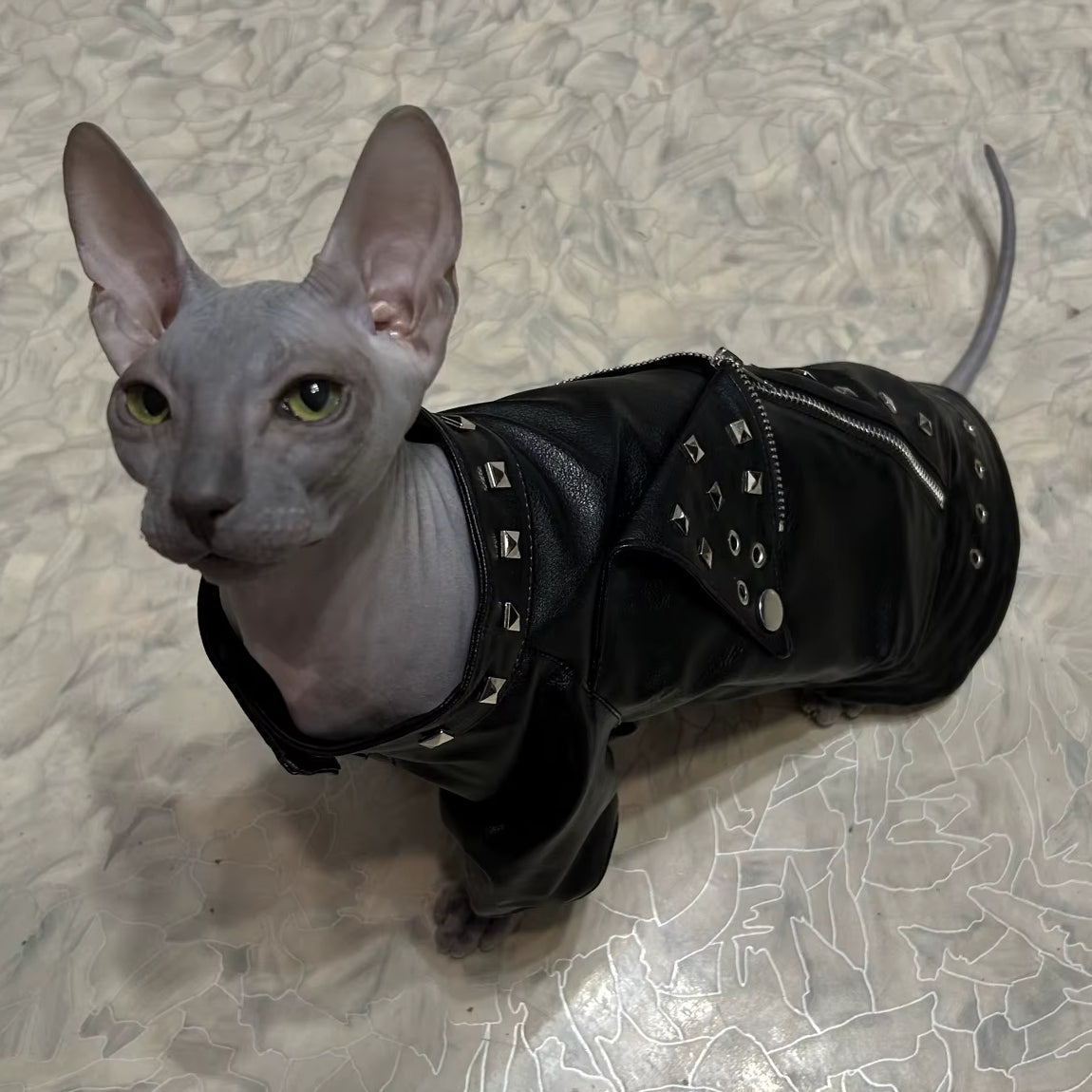 Veste en Cuir pour Chat