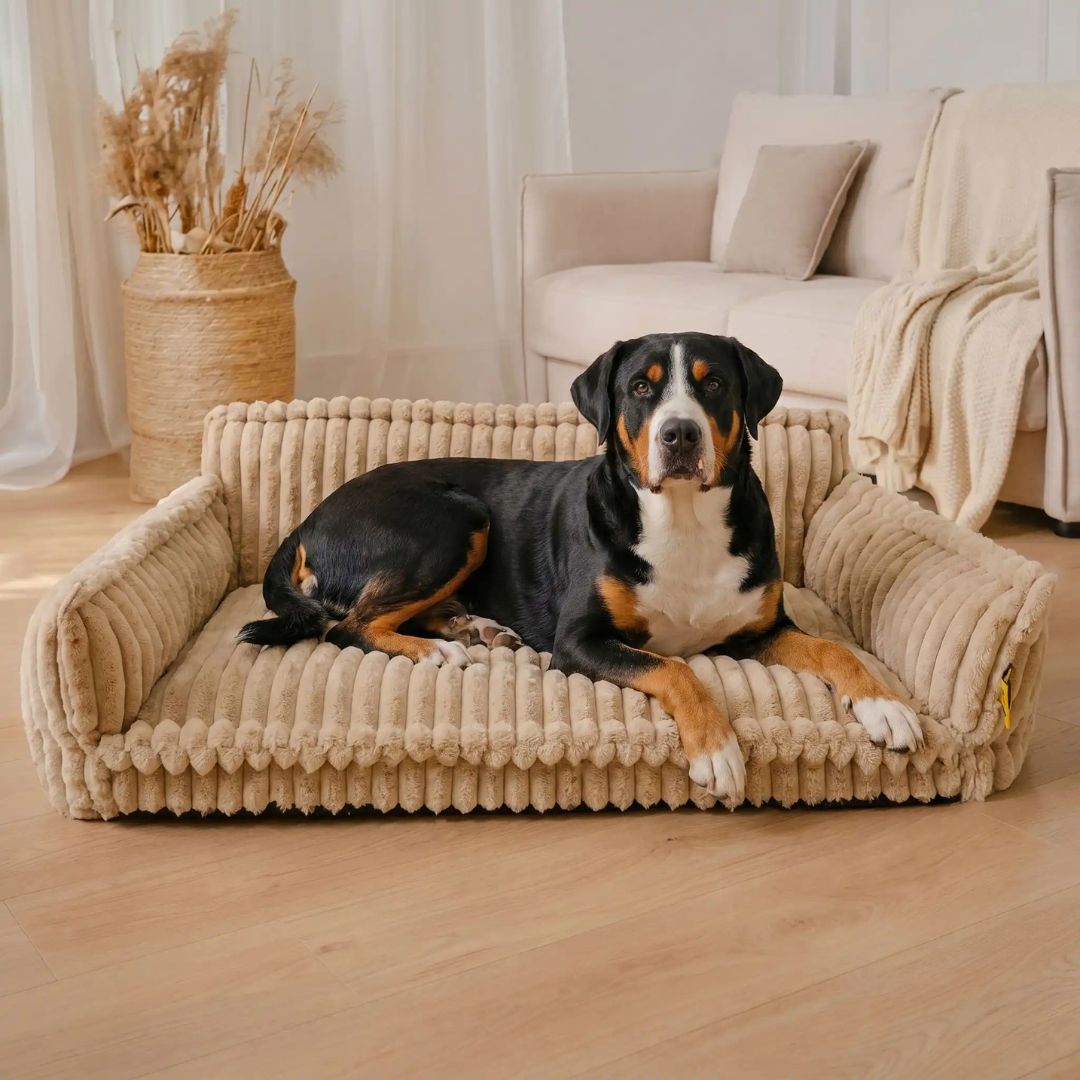 Canapé pour chien - DéhoussableToutou™