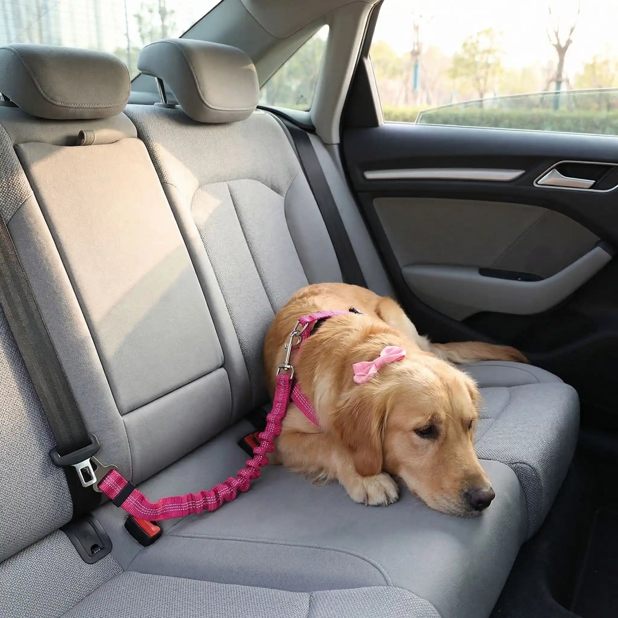 Ceinture de sécurité chien - ClipToutou™