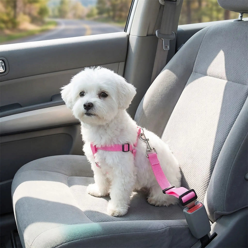 Ceinture de sécurité chien - ClipToutou™