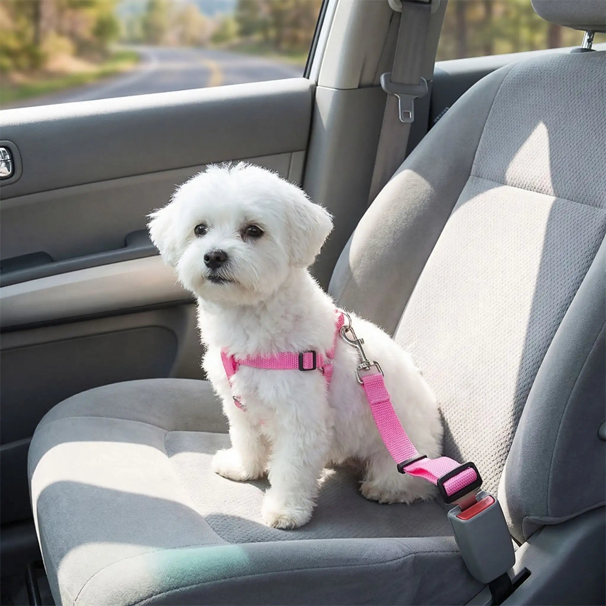 Ceinture de sécurité chien - ClipToutou™