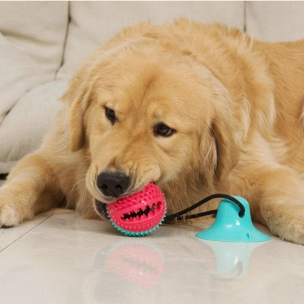 La balle pour chien anti-stress | BouncePup™