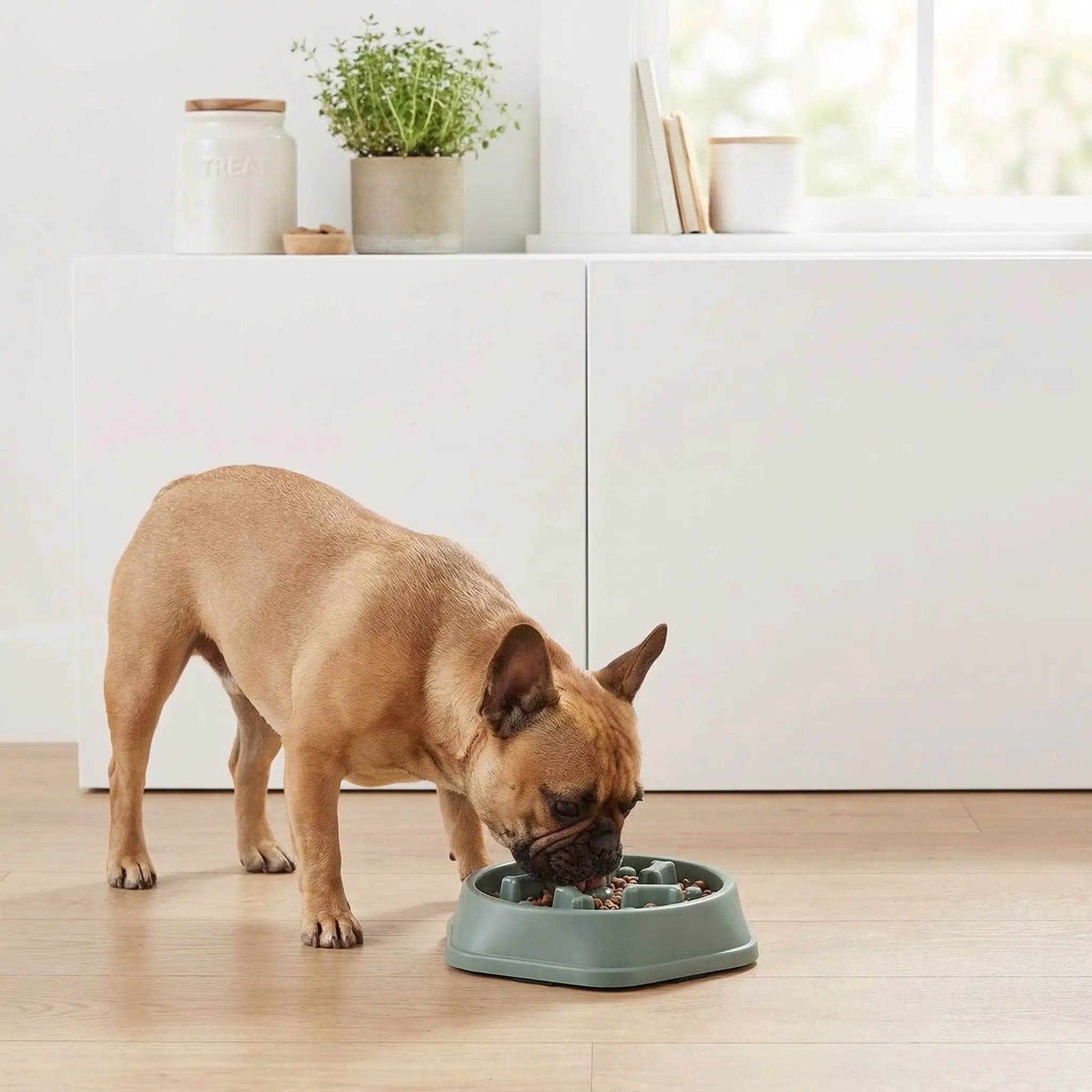 Gamelle anti glouton chien - FreineToutou™