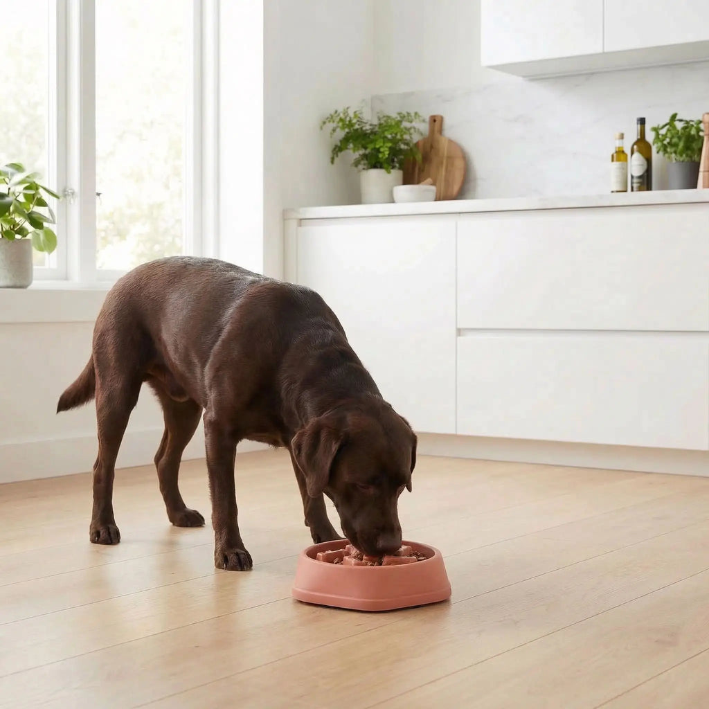 Gamelle anti glouton chien - FreineToutou™