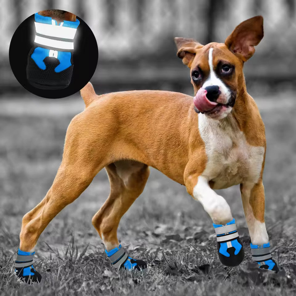 Chaussure Montagne Chien