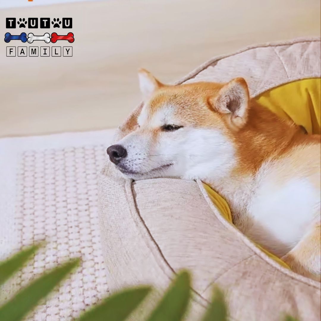 Panier orthopédique chien - DéhoussableToutou™