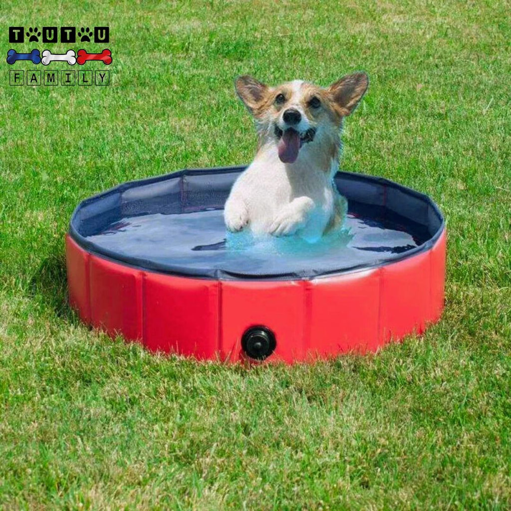 Piscine pour petit chien - PliableToutou™