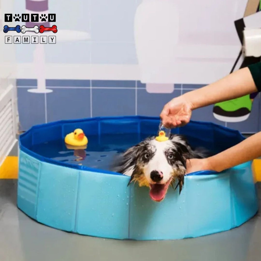 Piscine pour petit chien - PliableToutou™