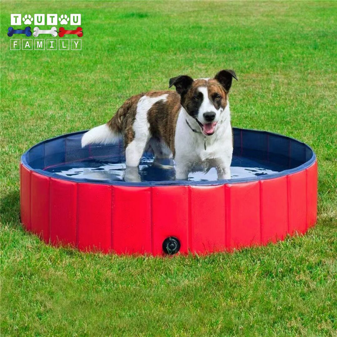 Piscine pour petit chien - PliableToutou™