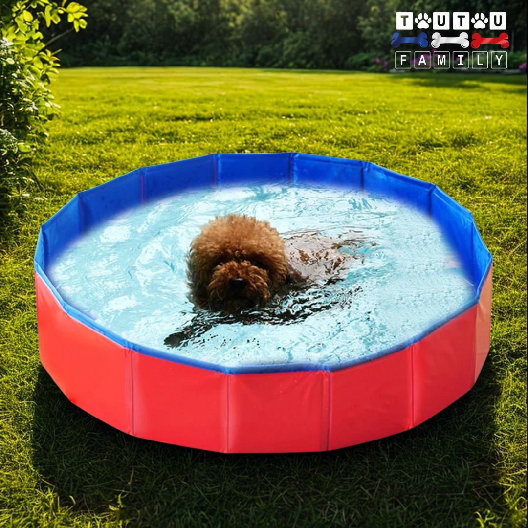 Piscine pour petit chien - PliableToutou™