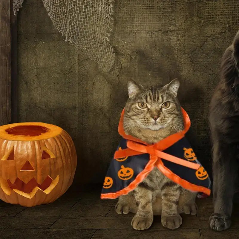 Déguisement Halloween Chat