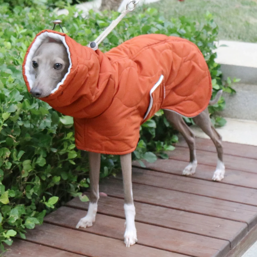 Manteau Chien Whippet