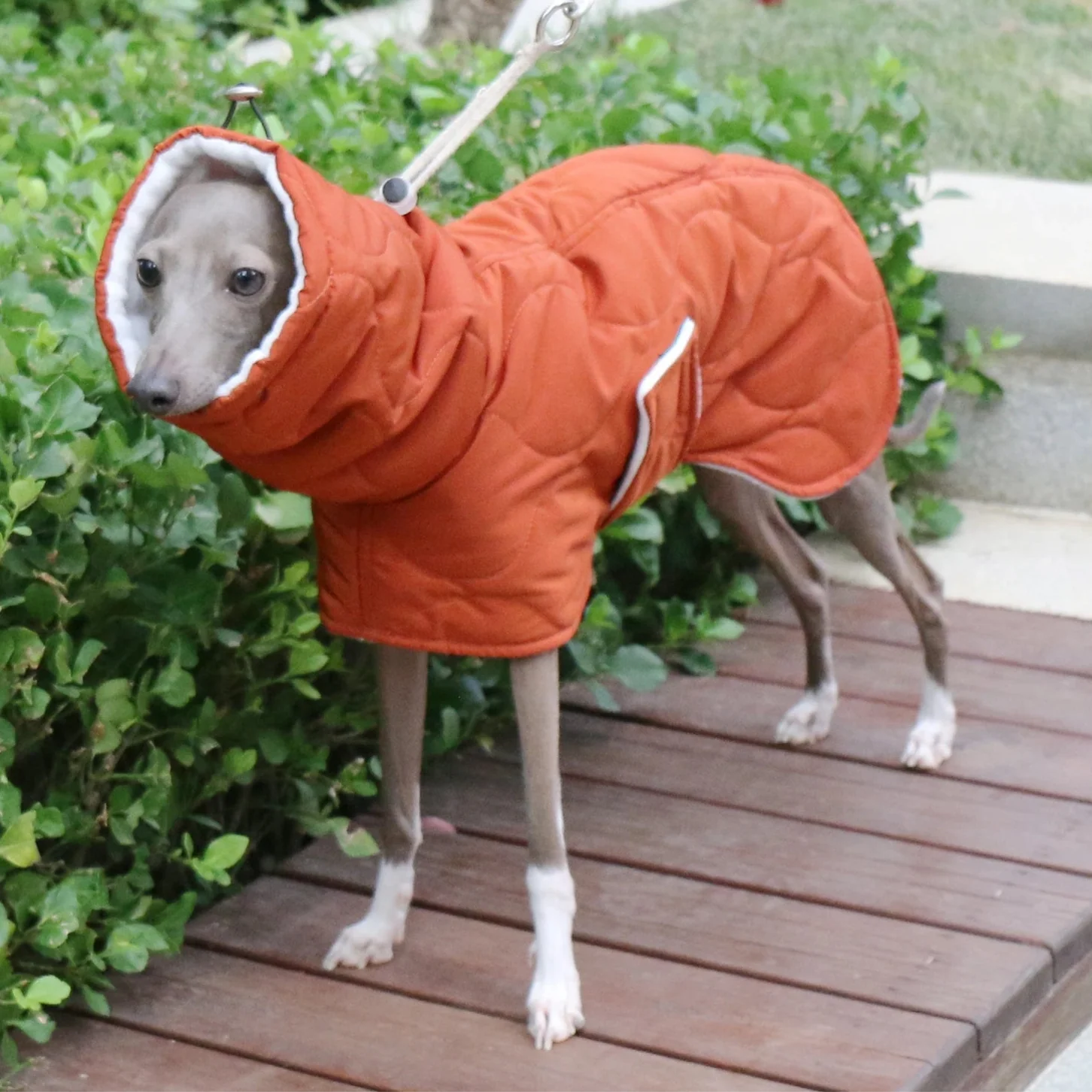 Manteau Chien Whippet