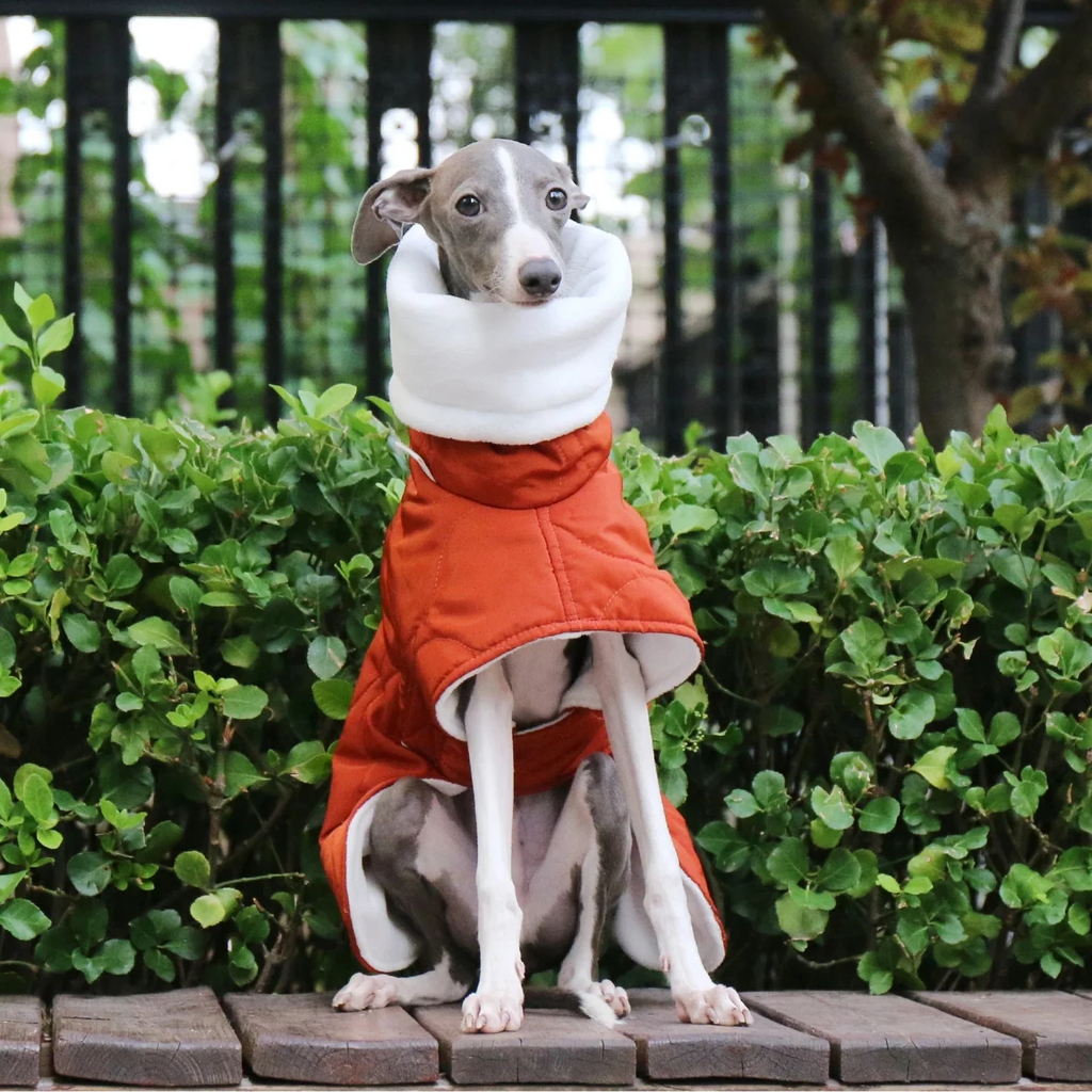 Manteau Chien Whippet