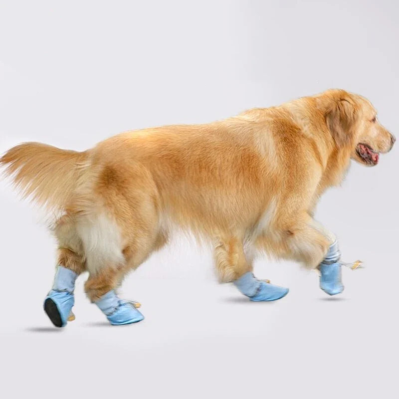 Chaussures Golden Retriever & Grand Chien