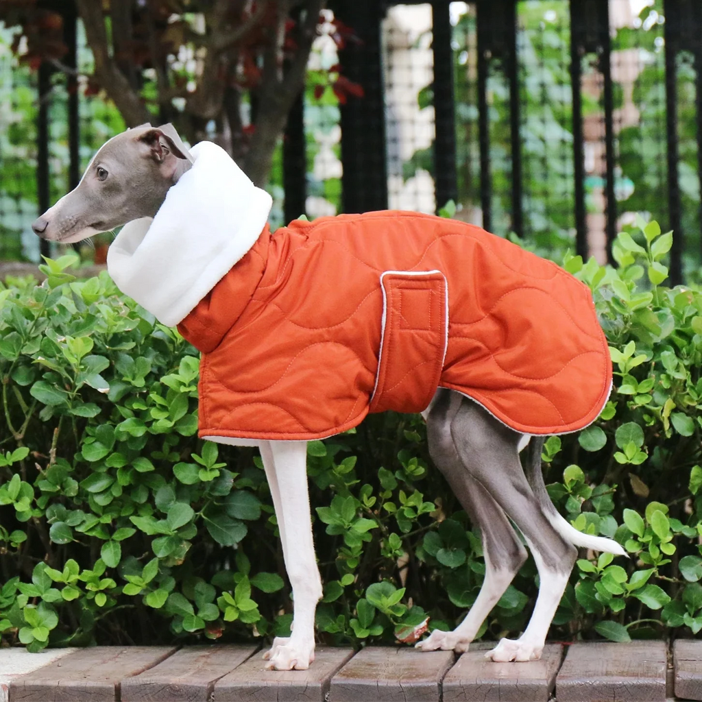 Manteau Chien Whippet