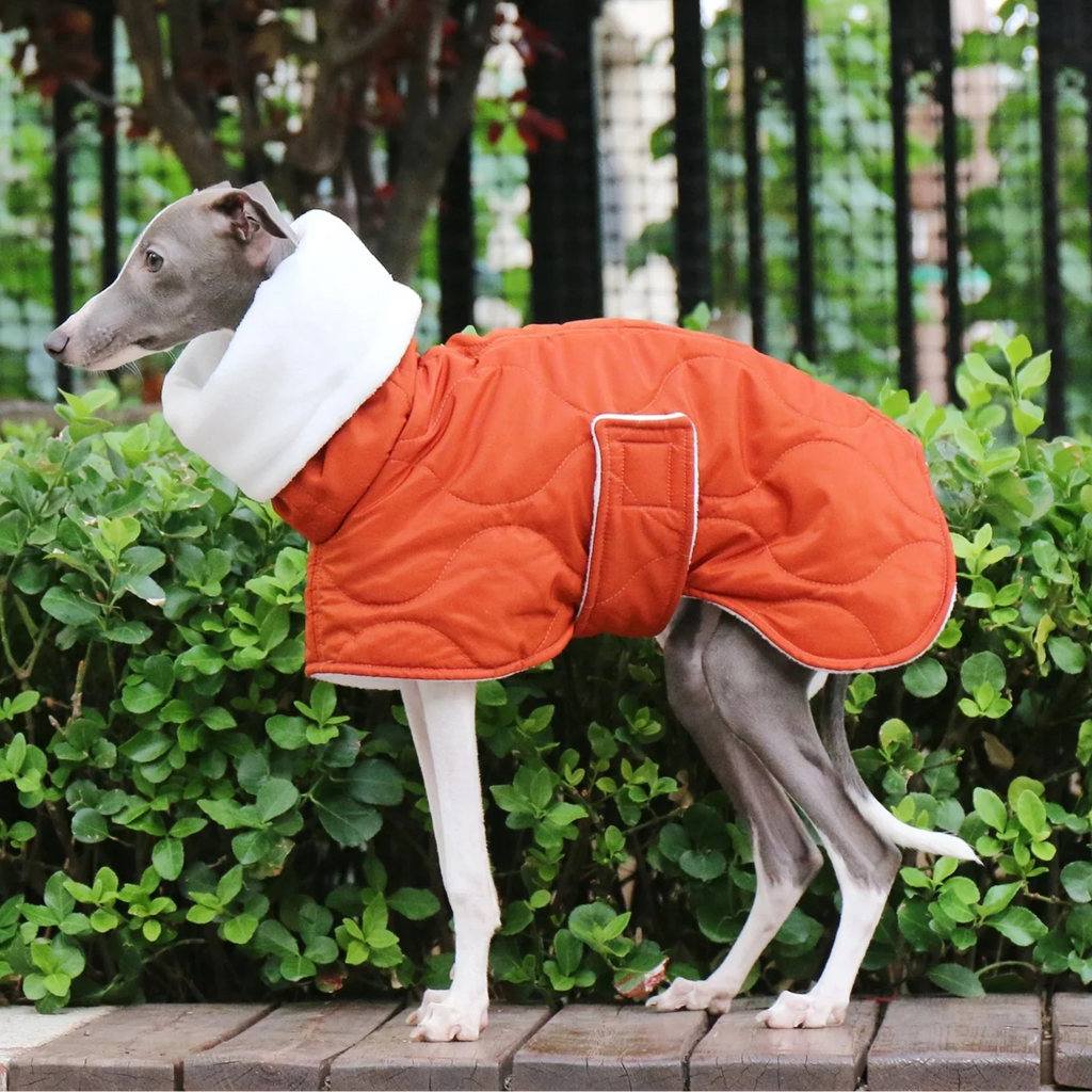 Manteau Chien Whippet