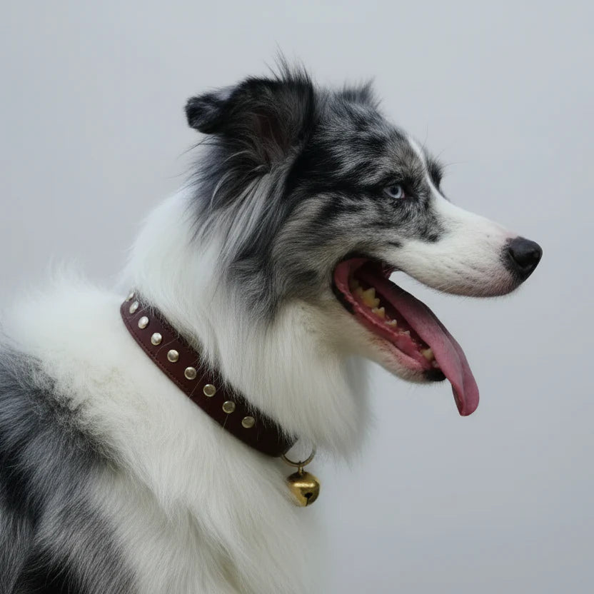 Collier En Cuir Avec Piqures Pour Chien