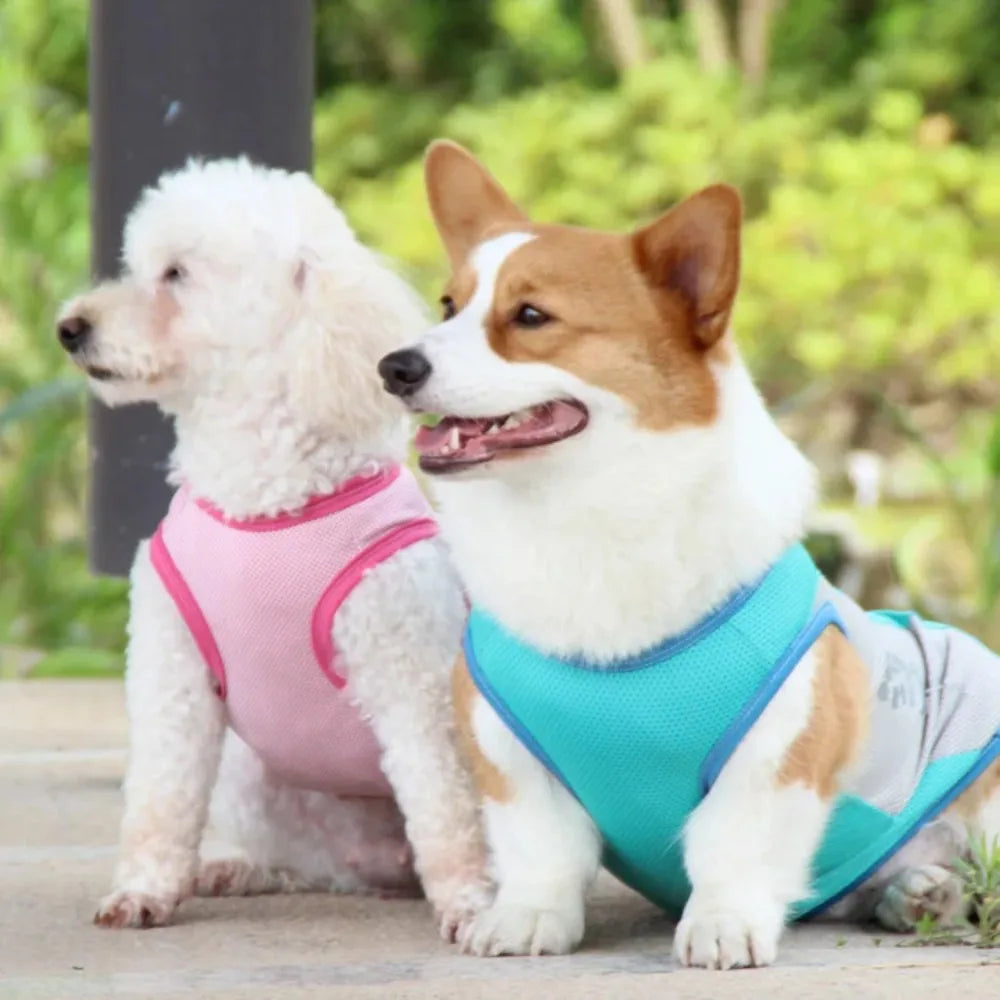 Gilet Rafraîchissant pour Grand Chien
