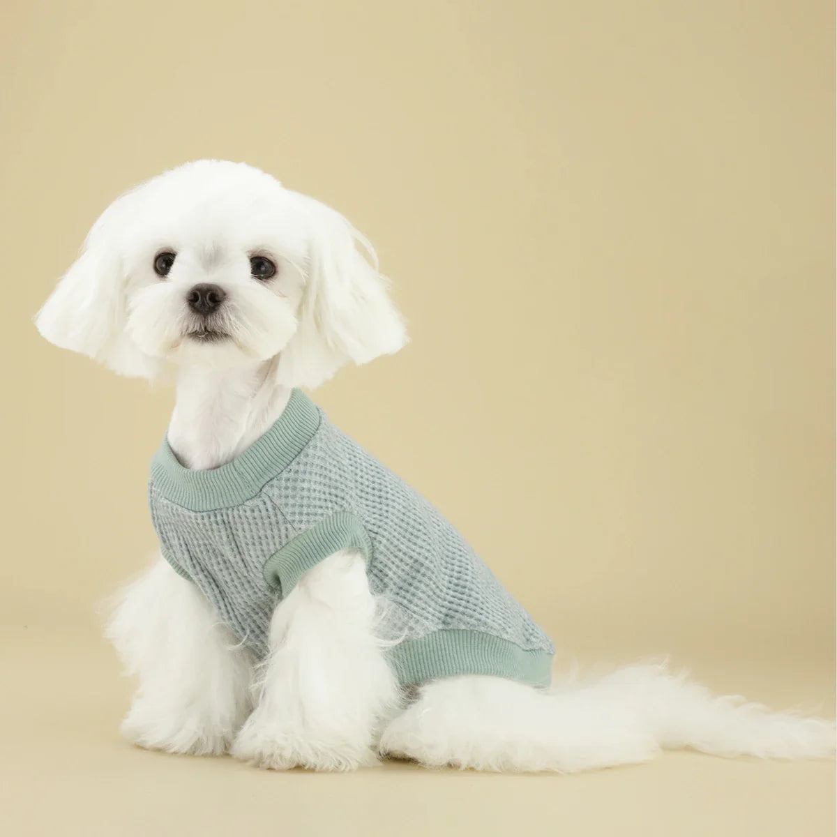 Sweat Chihuahua