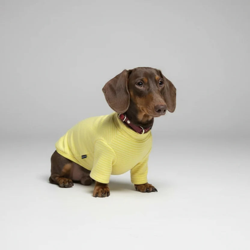 Sweat Rayé Elégant Pour Chien Teckel