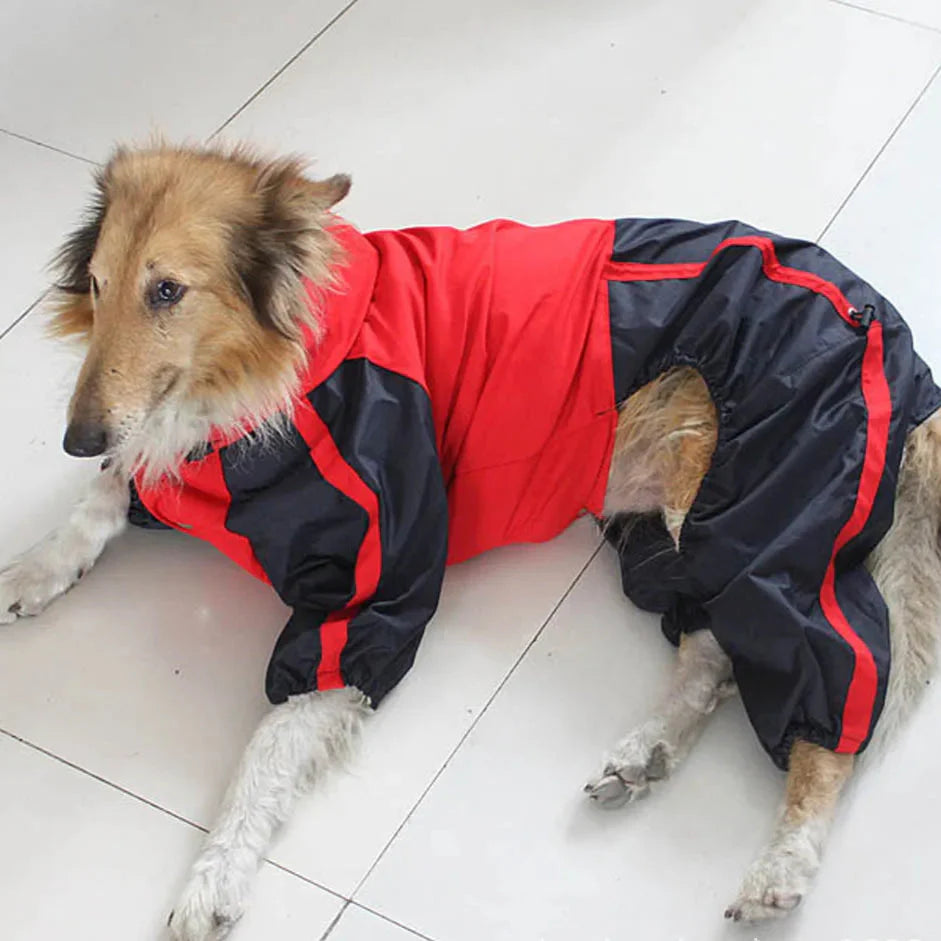 Manteau Chien Bull Terrier