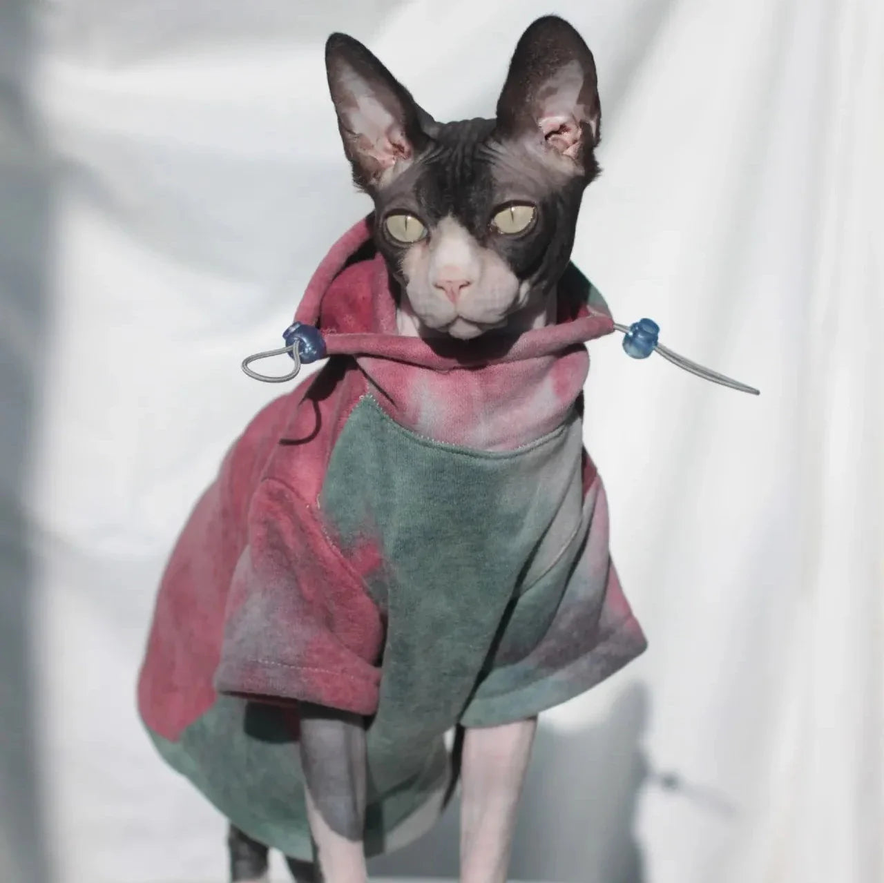 Veste pour Chat Sphynx