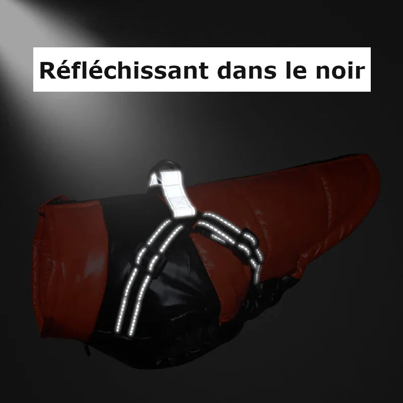 Manteau Jack Russel / Petit Chien