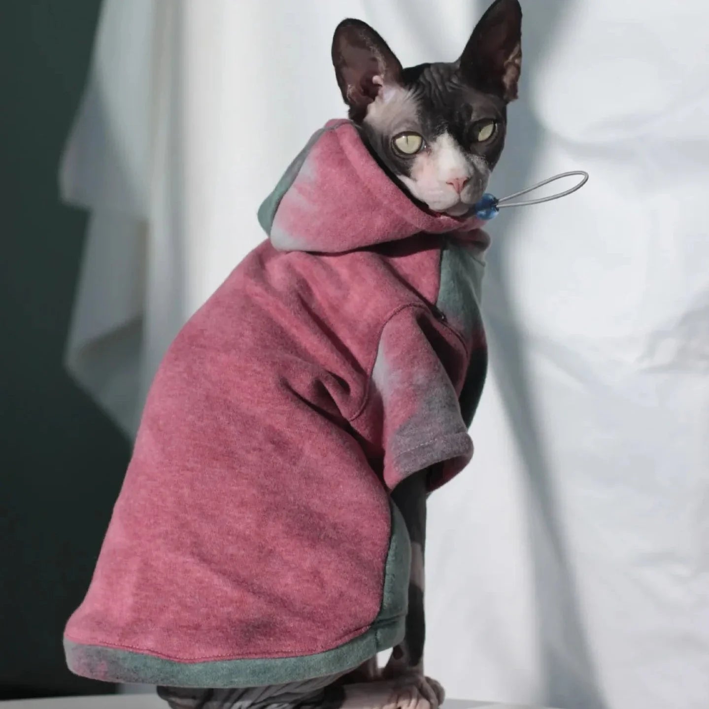 Veste pour Chat Sphynx