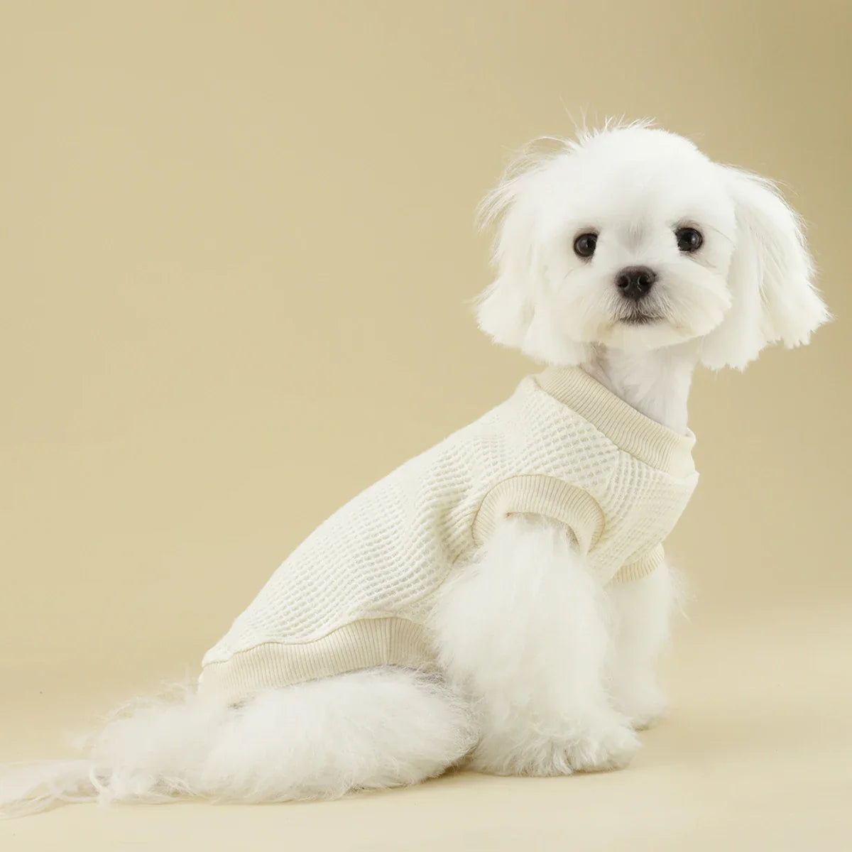 Sweat Chihuahua