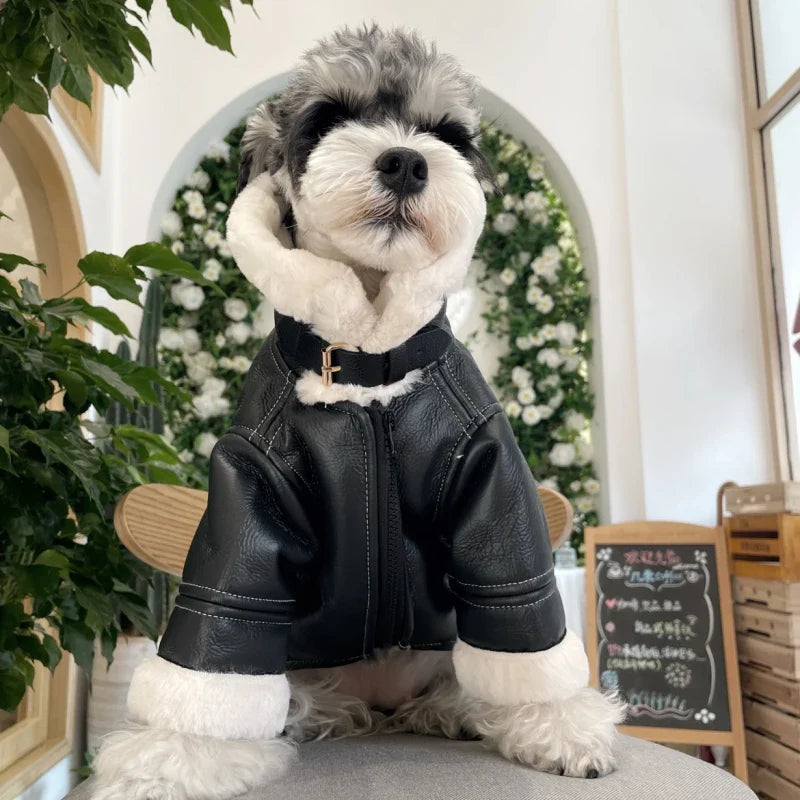 Blouson Aviateur pour Chien