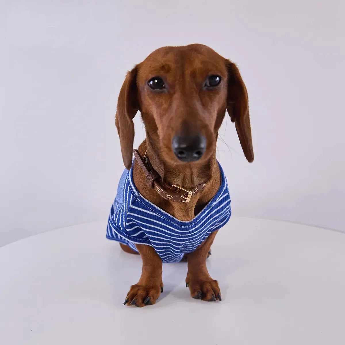 T Shirt Rayé Manches Courtes Pour Chien Teckel