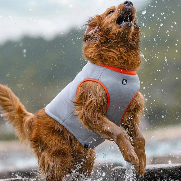 Manteau Chien Rafraîchissant