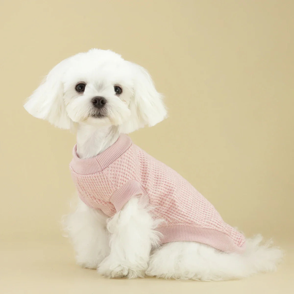 Sweat Chihuahua