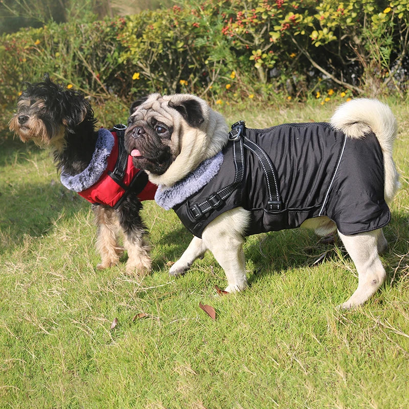 Veste Fourrure Chien