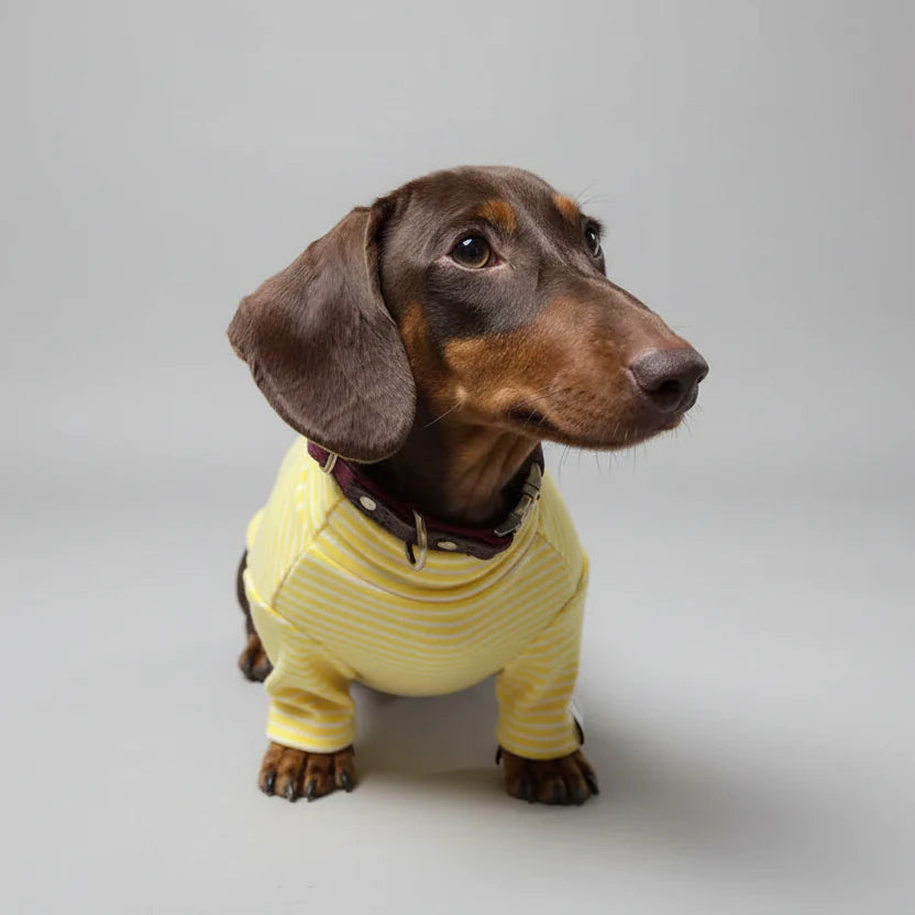 Sweat Rayé Elégant Pour Chien Teckel